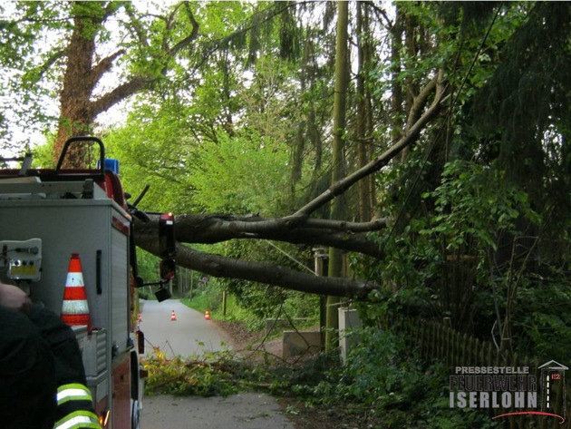 FW-MK: Umgestürzter Baum