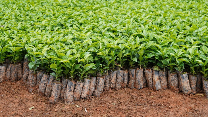 Weniger CO2, mehr Artenvielfalt: Miele startet regenerativen Kaffeeanbau mit reNature in Brasilien
