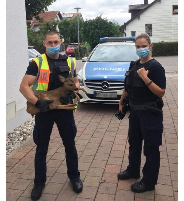 Bundespolizeidirektion München: Rehkitz überlebt Kollision mit LKW / Bundespolizisten und Tierarzt zufällig als &quot;Ersthelfer&quot; vor Ort