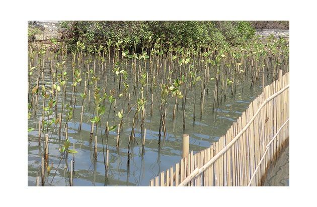 Internationale Studie: Angepflanzte Mangroven speichern in bis zu 40 Jahren 75% des Kohlenstoffs natürlicher Mangrovenwälder