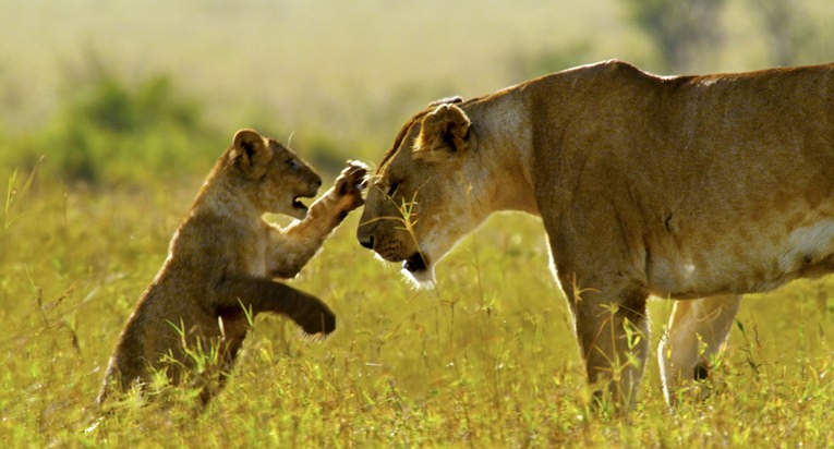 Wunderbare Liebeserklärung an die Natur: AFRIKA - DAS MAGISCHE KÖNIGREICH ab 05.03.2015 im Kino