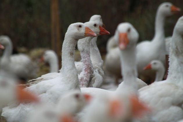 QUATRE PATTES contrôle les marques de mode et révèle de graves manquements en matière de bien-être animal