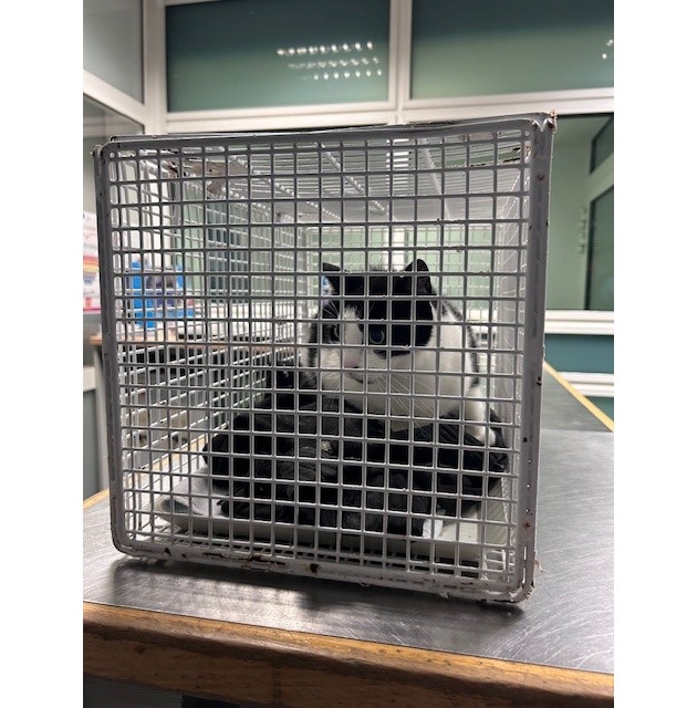 BPOL-HH: &quot;Stubentiger&quot; fährt alleine mit einer Regionalbahn- Bundespolizei nimmt Katze im Hamburger Hauptbahnhof in Obhut-