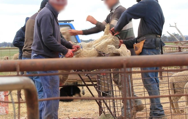 Plus de laine de moutons mérinos victimes du « Mulesing » sur le marché suisse
