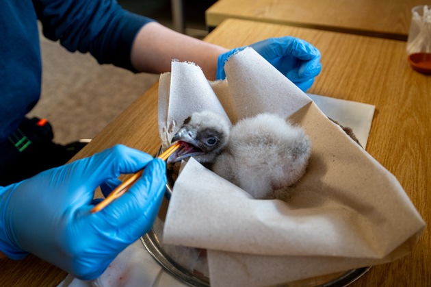 Bartgeierk&uuml;ken dank Unterst&uuml;tzung erfolgreich geschl&uuml;pft