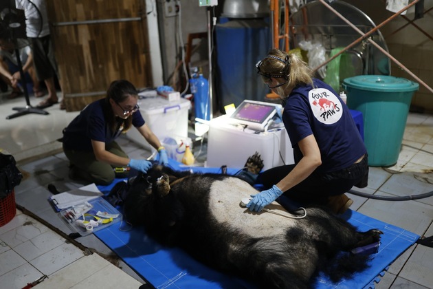 20 ans de souffrance: QUATRE PATTES sauve d&#039;anciens ours à bile au Vietnam