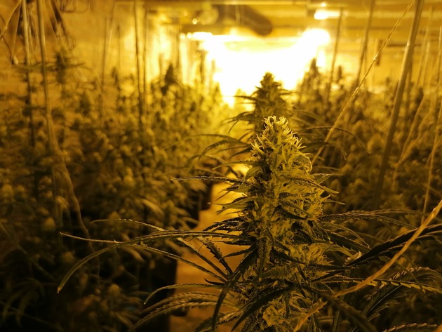 POL-ME: Illegale Cannabisplantage in ehemaligem Hotel entdeckt - Polizei stellt circa 1.500 Pflanzen sicher - Mettmann - 2111037