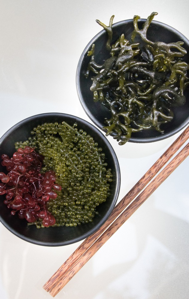 Meer auf dem Teller: Fünf essbare Makroalgen im Vergleich