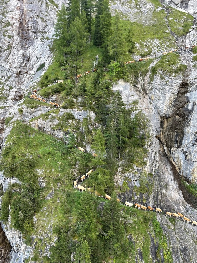 Alpabzug läutet Herbstzeit auf der Engstligenalp ein
