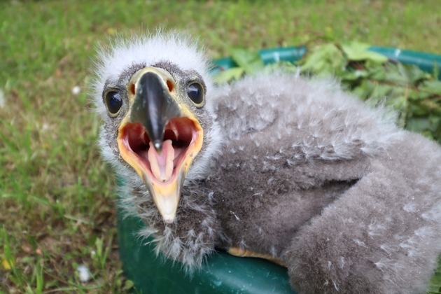 Die Kinderstube der Tiere im Wildparadies Tripsdrill