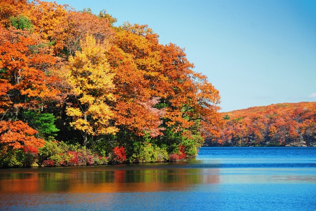 Bunte Blätter: Darum ist der Herbst so farbenfroh