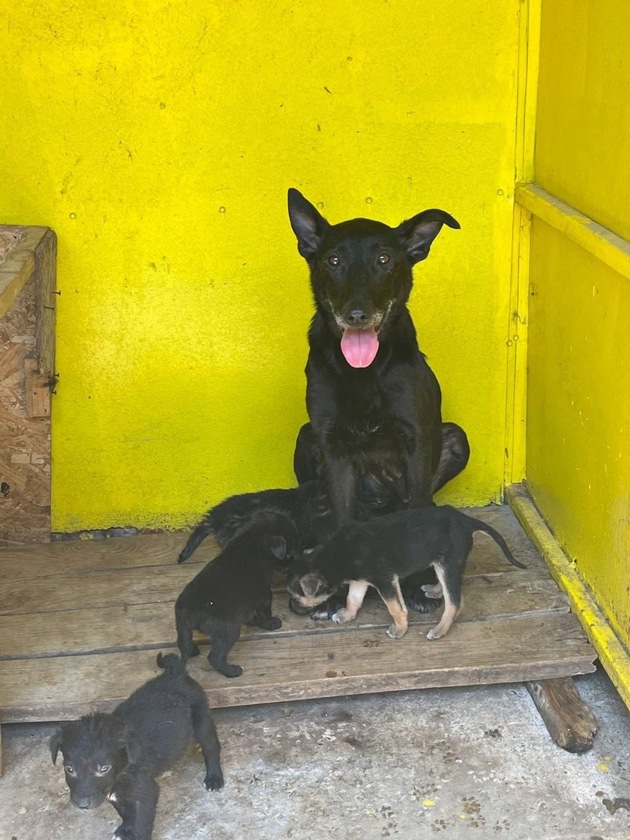 Après la rupture du barrage en Ukraine, QUATRE PATTES vient en aide aux animaux rescapés