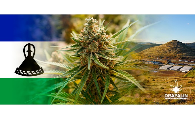 DRAPALIN importiert als erster europäischer Großhändler medizinisches Cannabis aus Afrika und schreibt damit Geschichte.