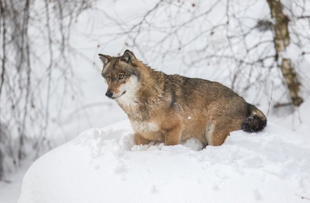 Berner Konvention senkt Schutzstatus des Wolfes: Feuer frei?