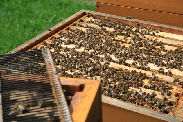 Imkerbetriebe hoffen auf baldigen Temperaturanstieg / Bisher geht es Bienen gut