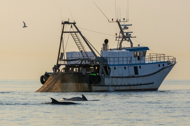 Neue Studie: Wissenschaftsbasierte Schutzmaßnahmen für Wale und Delfine in der Adria dringend erforderlich