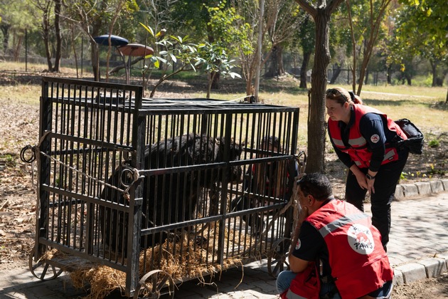 Au Pakistan, QUATRE PATTES sauve Rocky, un ours de combat cruellement maltraités