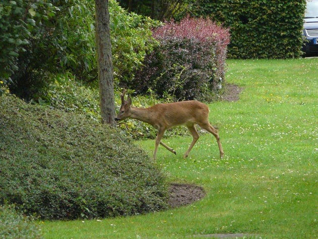 POL-WL: Winsen/L. - Bock hat kein Bock auf Wald