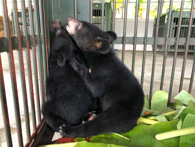 VIER PFOTEN rettet zwei Bärenjunge aus illegalem Wildtierhandel in Vietnam