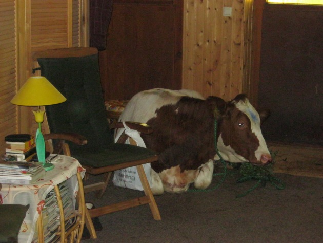 POL-SE: Quickborn - Kein Pferd auf dem Flur, sondern eine Kuh im Wohnzimmer sorgte gestern für einen außergewöhnlichen Polizeieinsatz