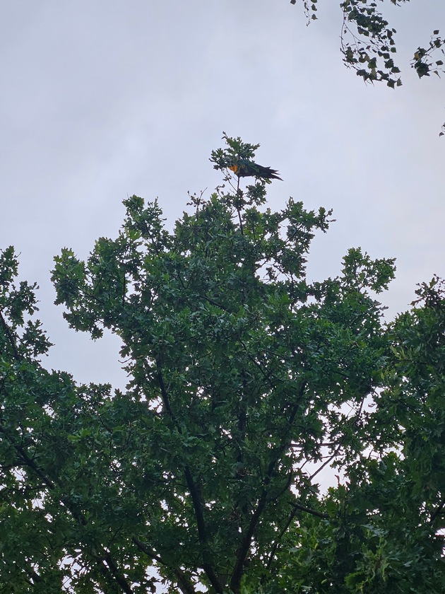 FW-KLE: Ara aus Baum gerettet