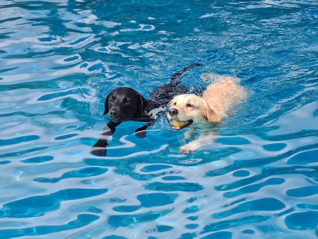 Hundeschwimmen beendet Freibadsaison.