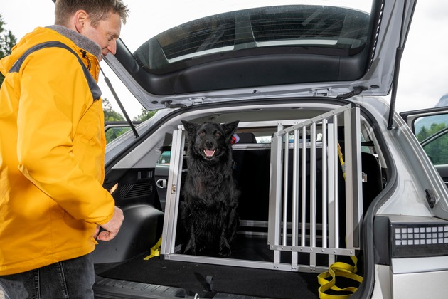 Test delle gabbie per cani: alcuni modelli si frantumano nel crash test
