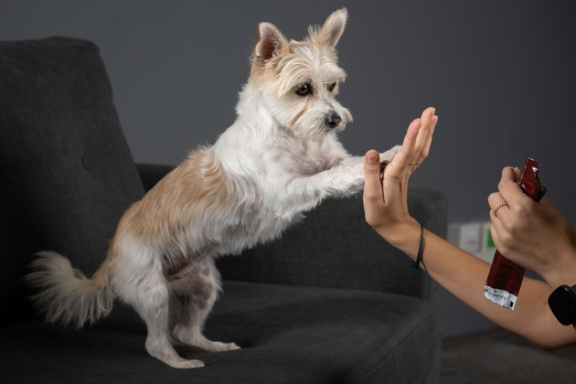 Petfluencing – Tierische Internetstars