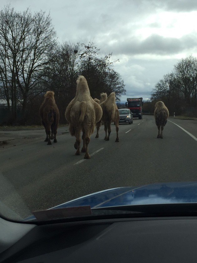 POL-PDKO: Die Karawane zieht weiter... 
Verkehrsteilnehmer meldet Kamele auf der alten B9 im Bereich der Polizeiinspektion Andernach