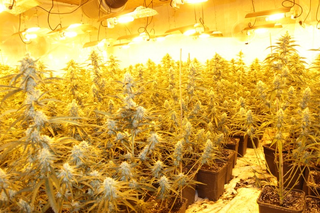 POL-HR: Professionelle Cannabisplantage mit rund 1100 Pflanzen bei Hausdurchsuchung entdeckt - zwei Tatverd&auml;chtige in Untersuchungshaft