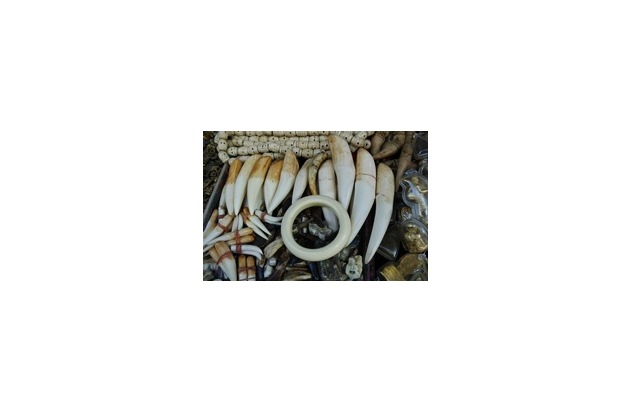 La vérité dévoilée: comment la " Tiger Mafia " en Asie et en Europe est impliquée dans le commerce de grands félins menacés d'extinction