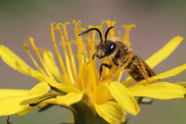 Berlin-Schöneweide: Was bringt schon eine Blumenwiese? 🌿🌸🐝