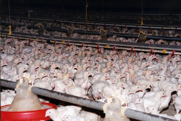 2,6 millions d’oiseaux victimes de la grippe aviaire en Afrique du Sud