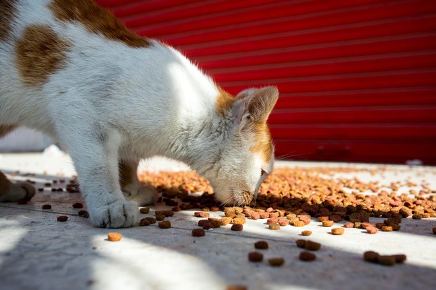 QUATRE PATTES au Liban: Aide d’urgence pour les refuges animaliers et les animaux errants qui meurent de faim