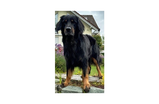 POL-GI: A5/Fernwald/Reiskirchen: Autobahnpolizei beruhigt Hund nach Unfall