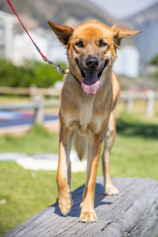 Was das «Lächeln» eines Hundes wirklich bedeutet