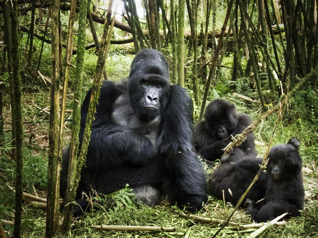 Wunderbare Liebeserklärung an die Natur: AFRIKA - DAS MAGISCHE KÖNIGREICH ab 05.03.2015 im Kino