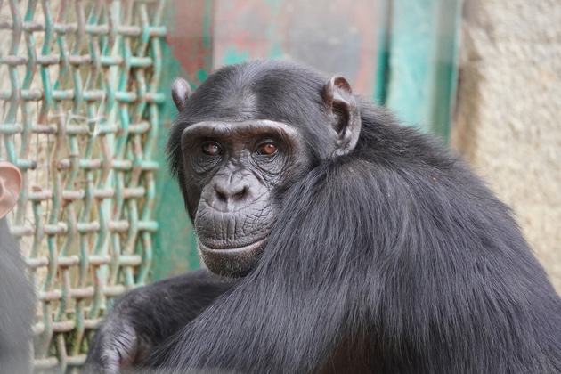 ABUS unterstützt Auffangstation für Schimpansen in Sambia
