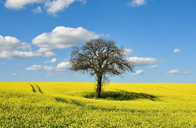 Rapsblüte 2026 / Regional erzeugt, vielseitig genutzt: Raps stärkt Versorgungssicherheit