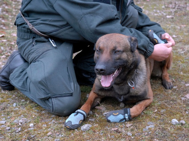 POL-D: Schutzschuhe für Düsseldorfer Polizeidiensthunde -Vierbeiner werden für die Streife in Gefahrenbereichen konditioniert