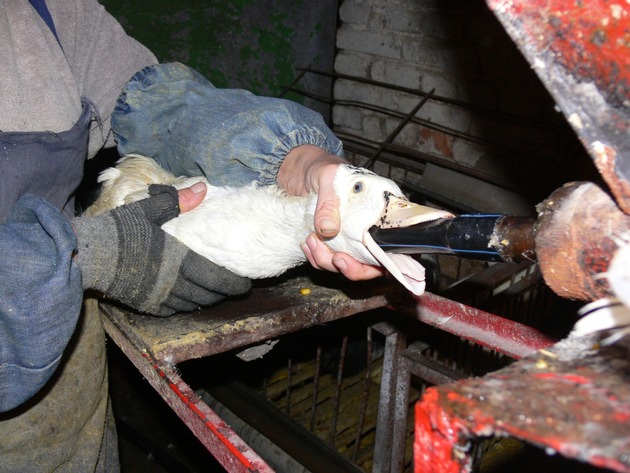 Une victoire pour le bien-être animal: Le Conseil national ne veut plus de foie gras produit de manière cruelle pour les animaux