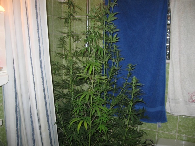 POL-GOE: (279/20008) Bei Durchsuchung - Polizei findet Cannabispflanzen im Kleiderschrank
