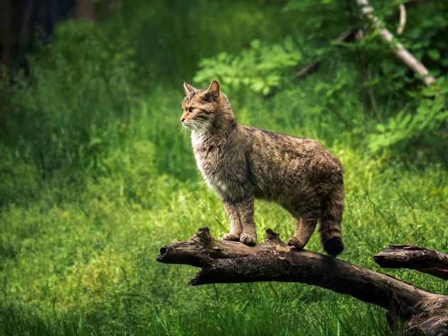Wildkatzentag in Tripsdrill