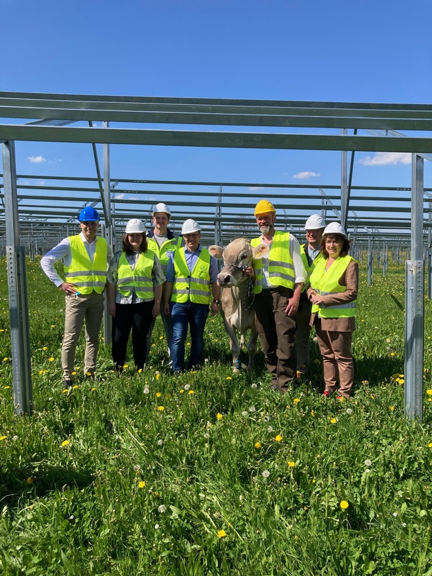 Solarstrom für die Produktion, Schatten für die Kühe: Nestlé baut Agri-Photovoltaik-Anlage am Werksstandort Biessenhofen