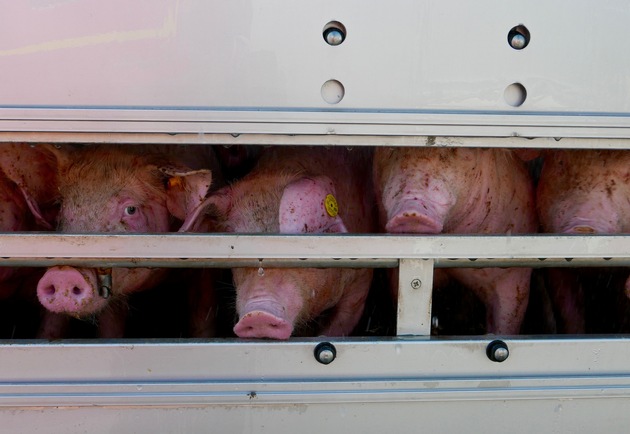 FW-GE: Schweine in Not - Feuerwehr Gelsenkirchen hilft 500 Schweinen in überhitztem Tiertransporter