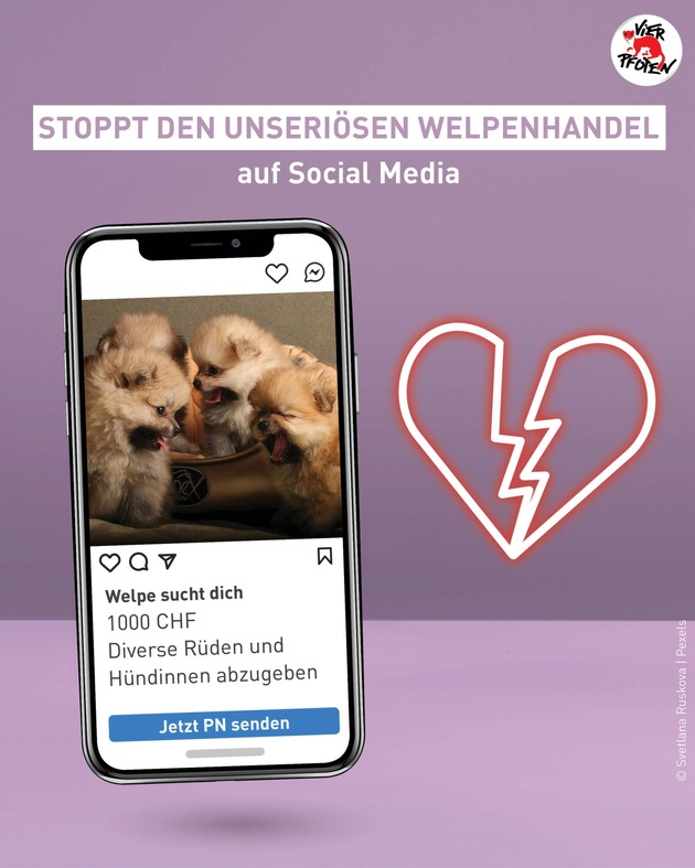 Der grausame Welpenhandel auf Facebook und Instagram boomt