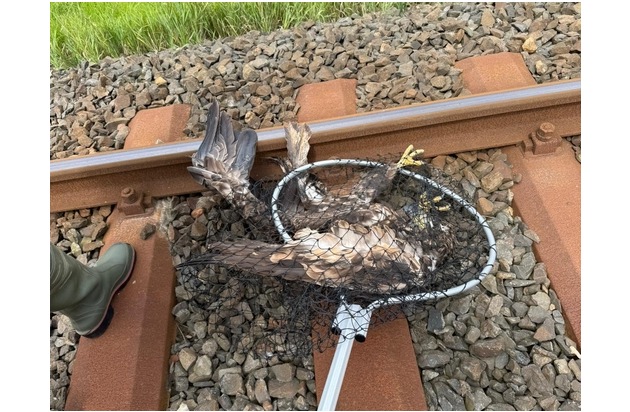 BPOL-FL: Seeadler aus den Gleisen geborgen