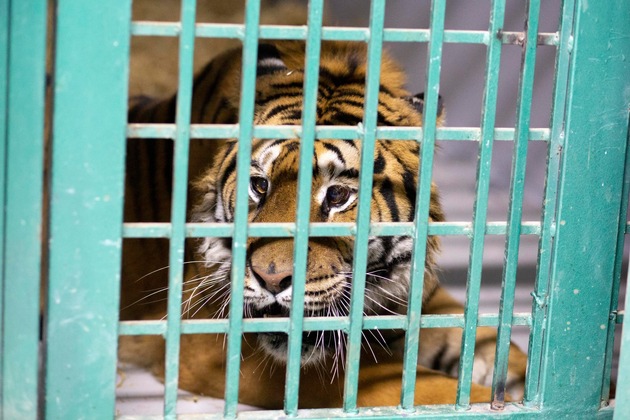 Mission erfolgreich: Zwei gerettete Bengalische Tiger sicher in Jordanien angekommen