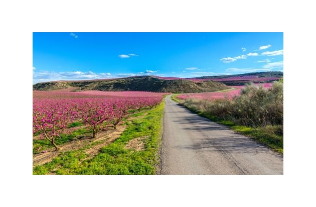 Pressemeldung: Wenn die Natur zum Leben erwacht - Die Magie der katalanischen Frühlingsblüte