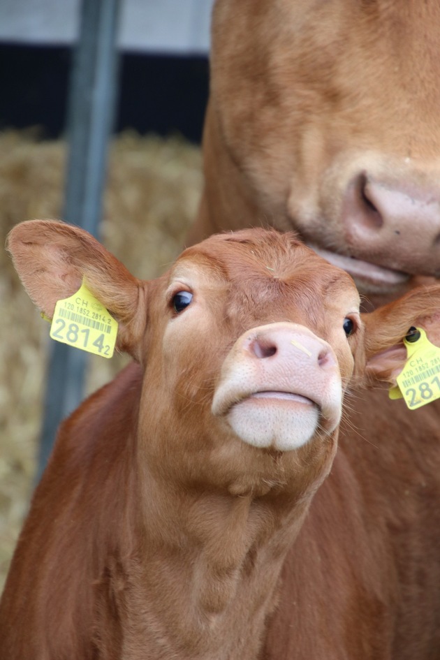 Mutterkuh Schweiz erneut Gast an der AMA